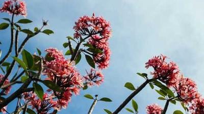 Cisco Bets on Upskilling Workforce for AI, Not Layoffs