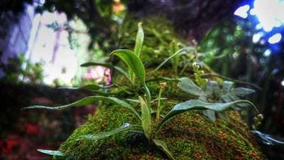 Federal Reserve's Role in the AI Bubble